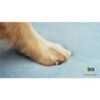 Luxurious Large Orthopedic Gel Memory Foam Dog Couch Bed